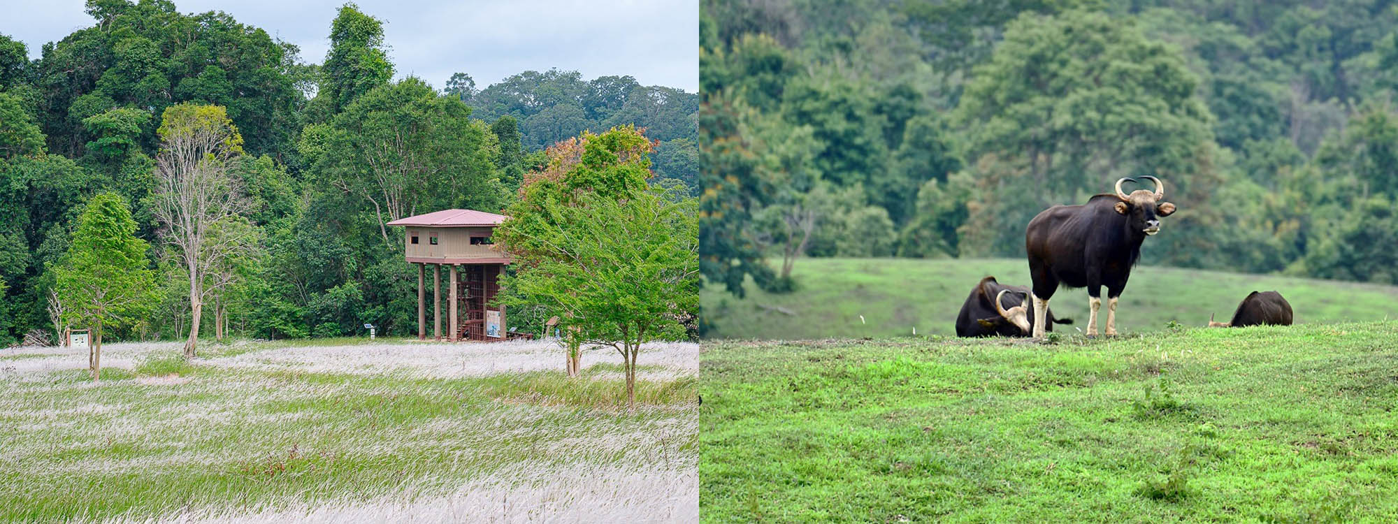 ทัวร์เขาใหญ่ เที่ยวเขาใหญ่ ทัวร์เขาใหญ่2569 อุทยานแห่งชาติเขาใหญ่